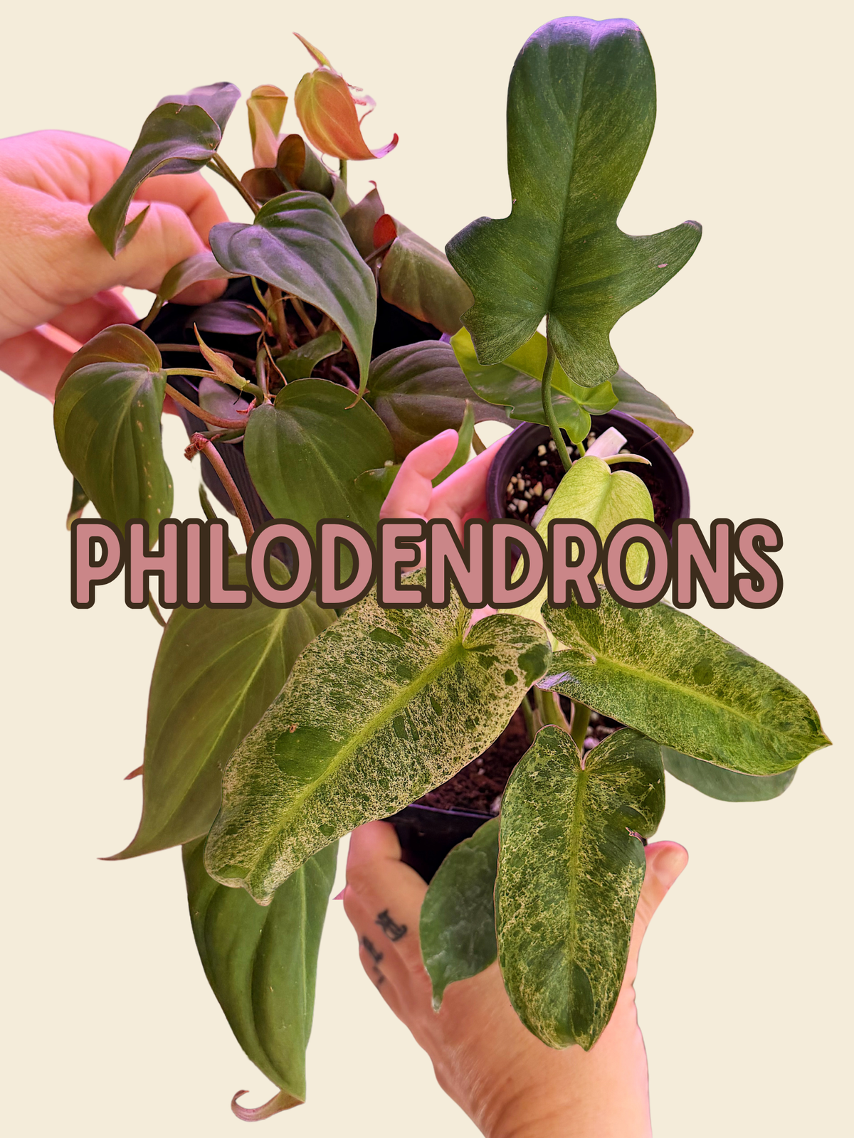 Philodendrons
