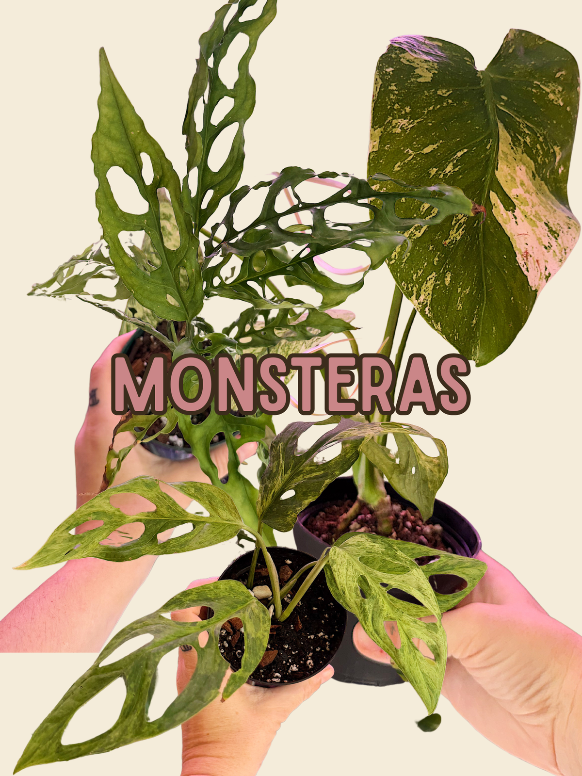 Monsteras