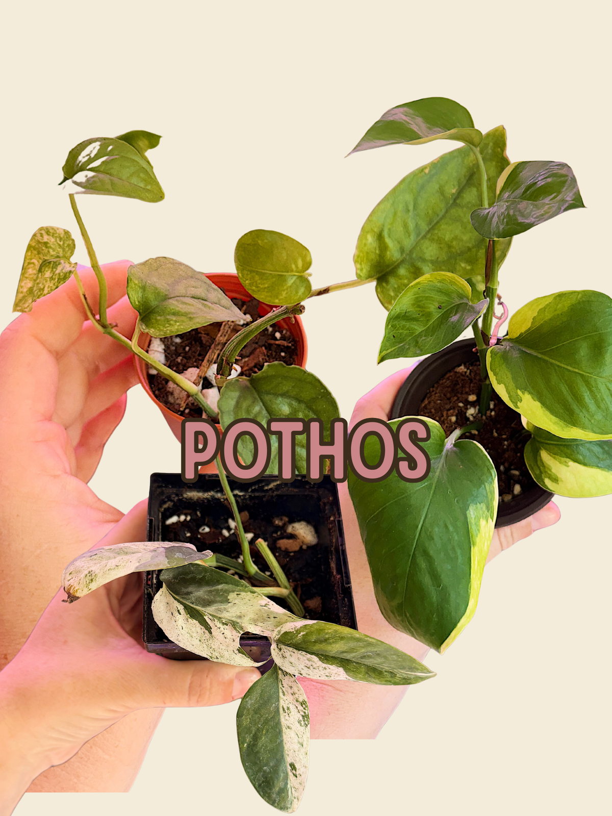 Pothos