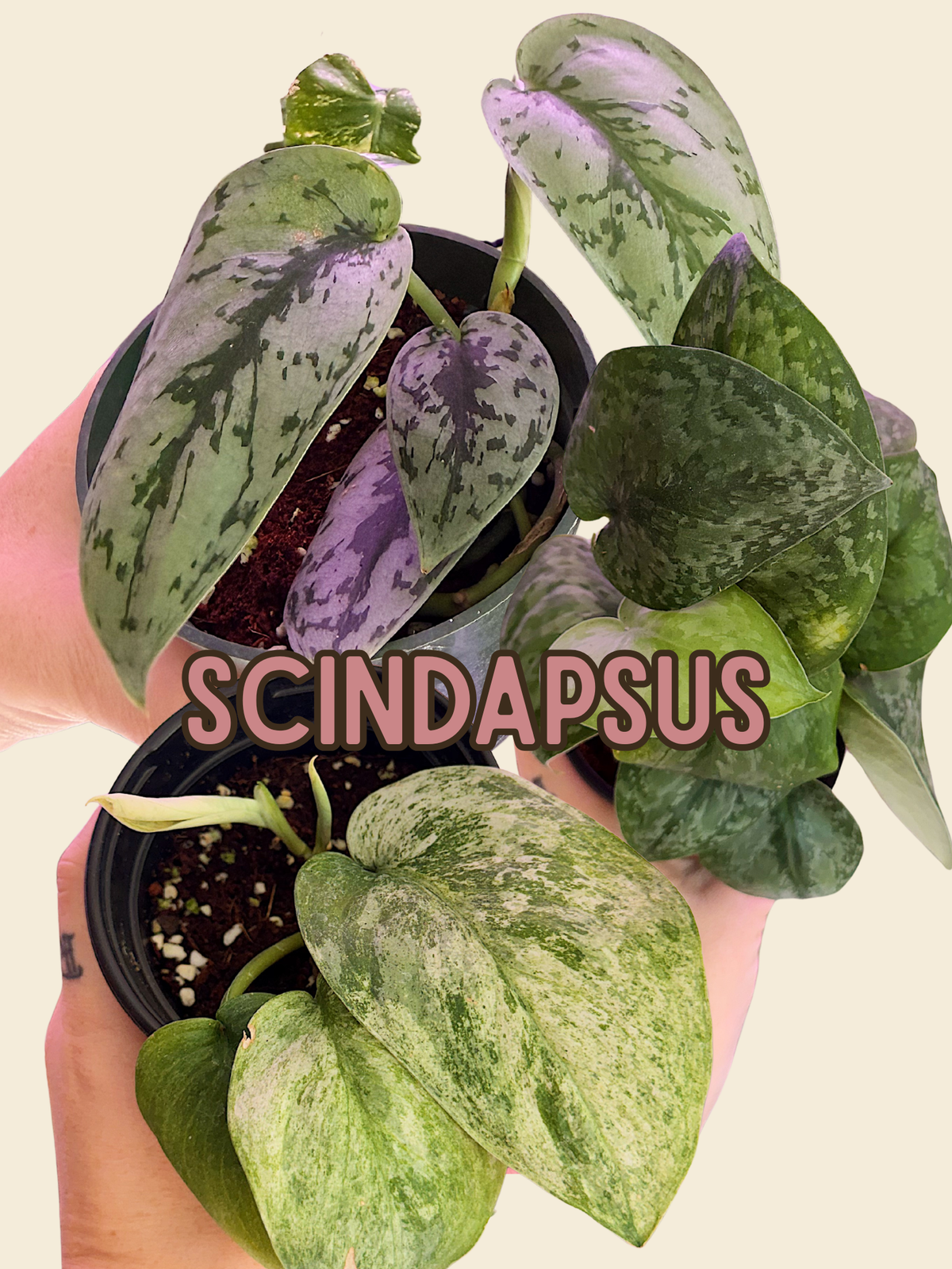 Scindapsus