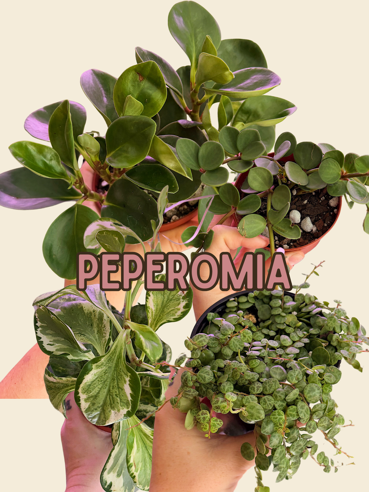 Peperomia