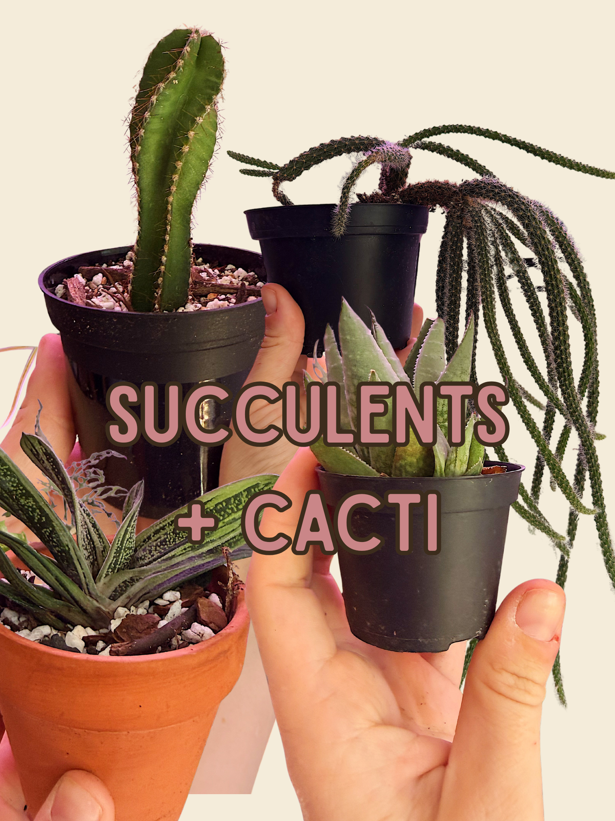 Succulents & Cacti