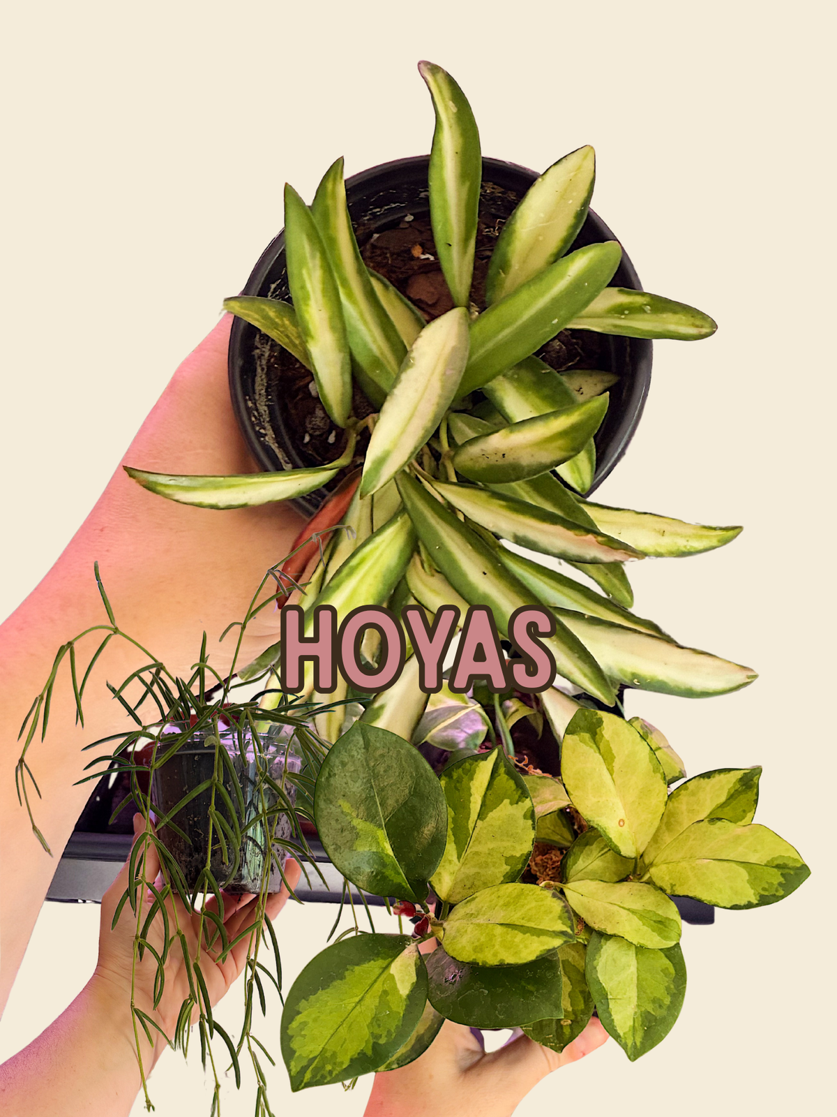 Hoyas