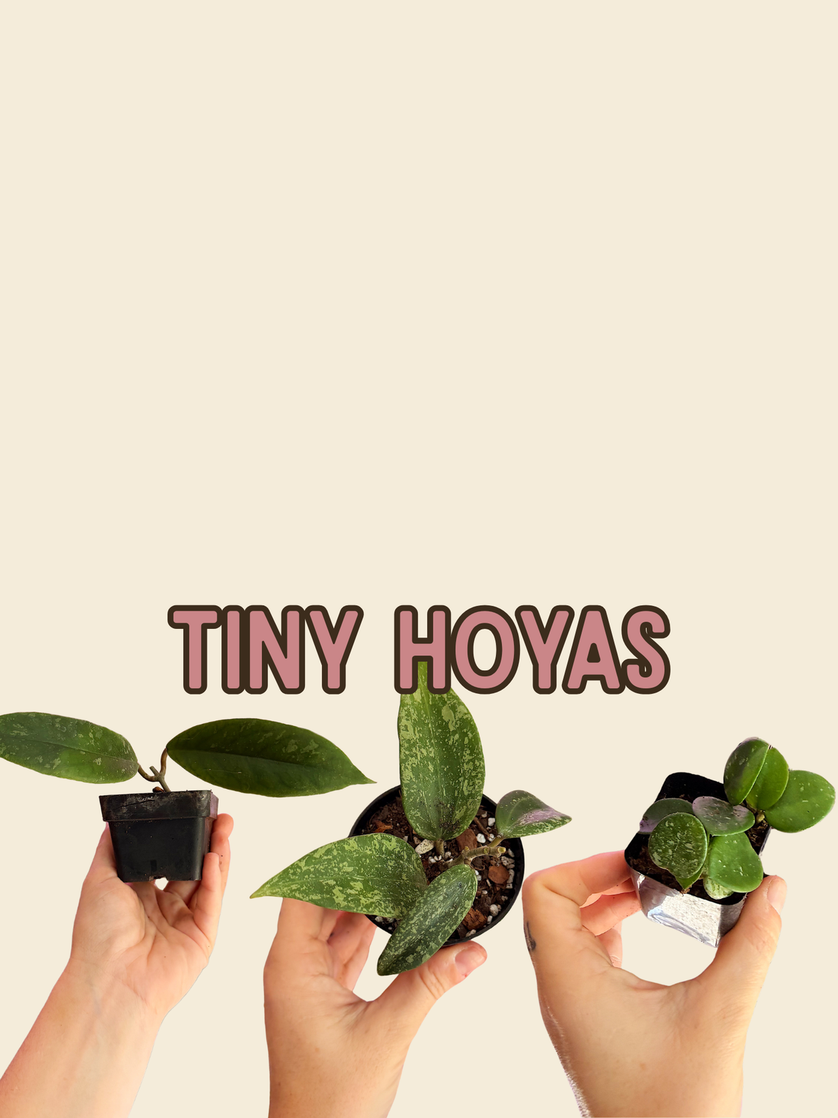 Tiny Hoyas