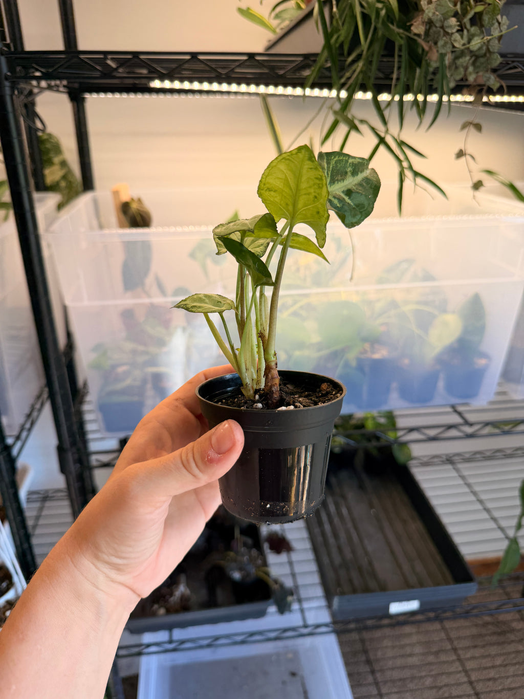 Syngonium NOID