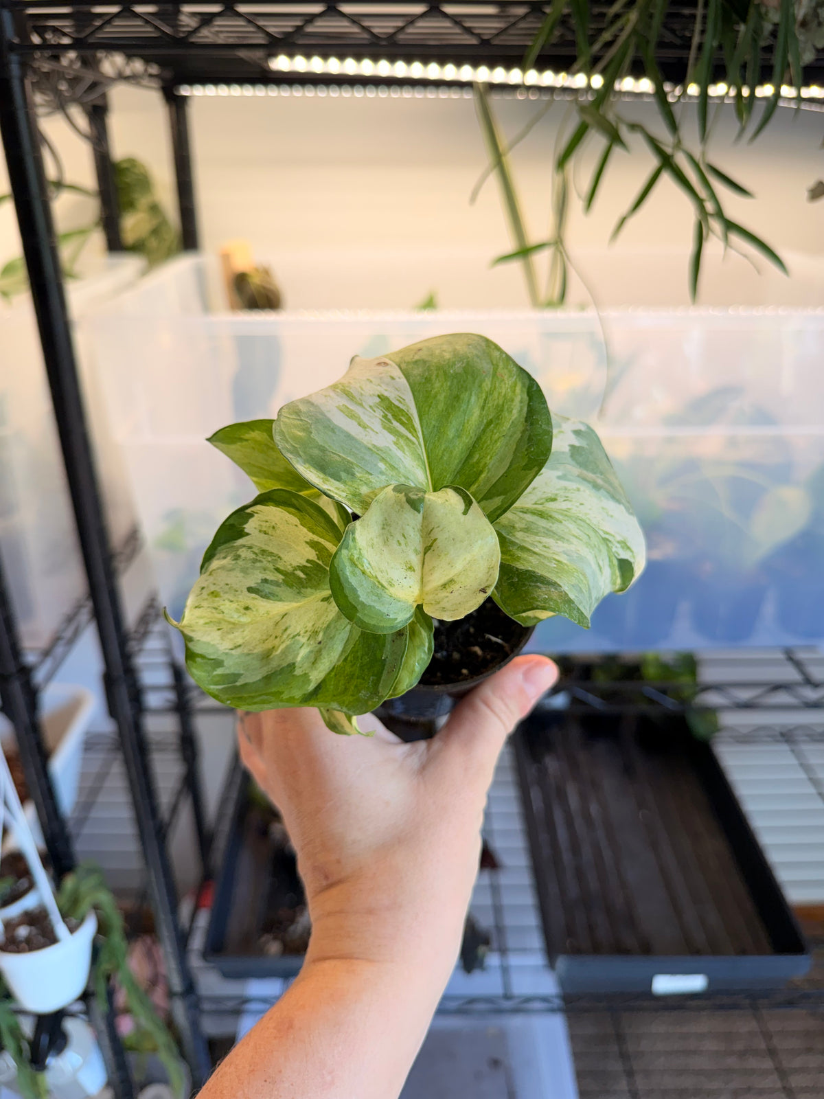 Manjula Pothos