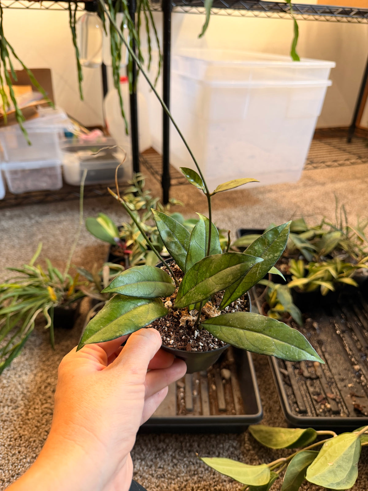 Hoya Crassipetiolata