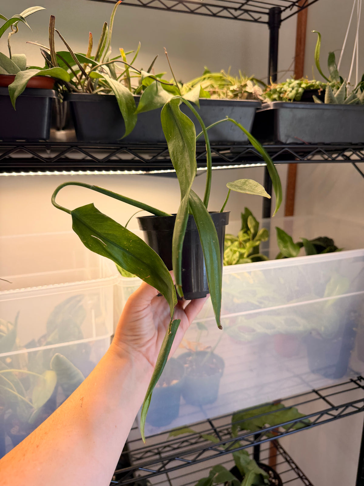 Philodendron ‘Holtonianum’