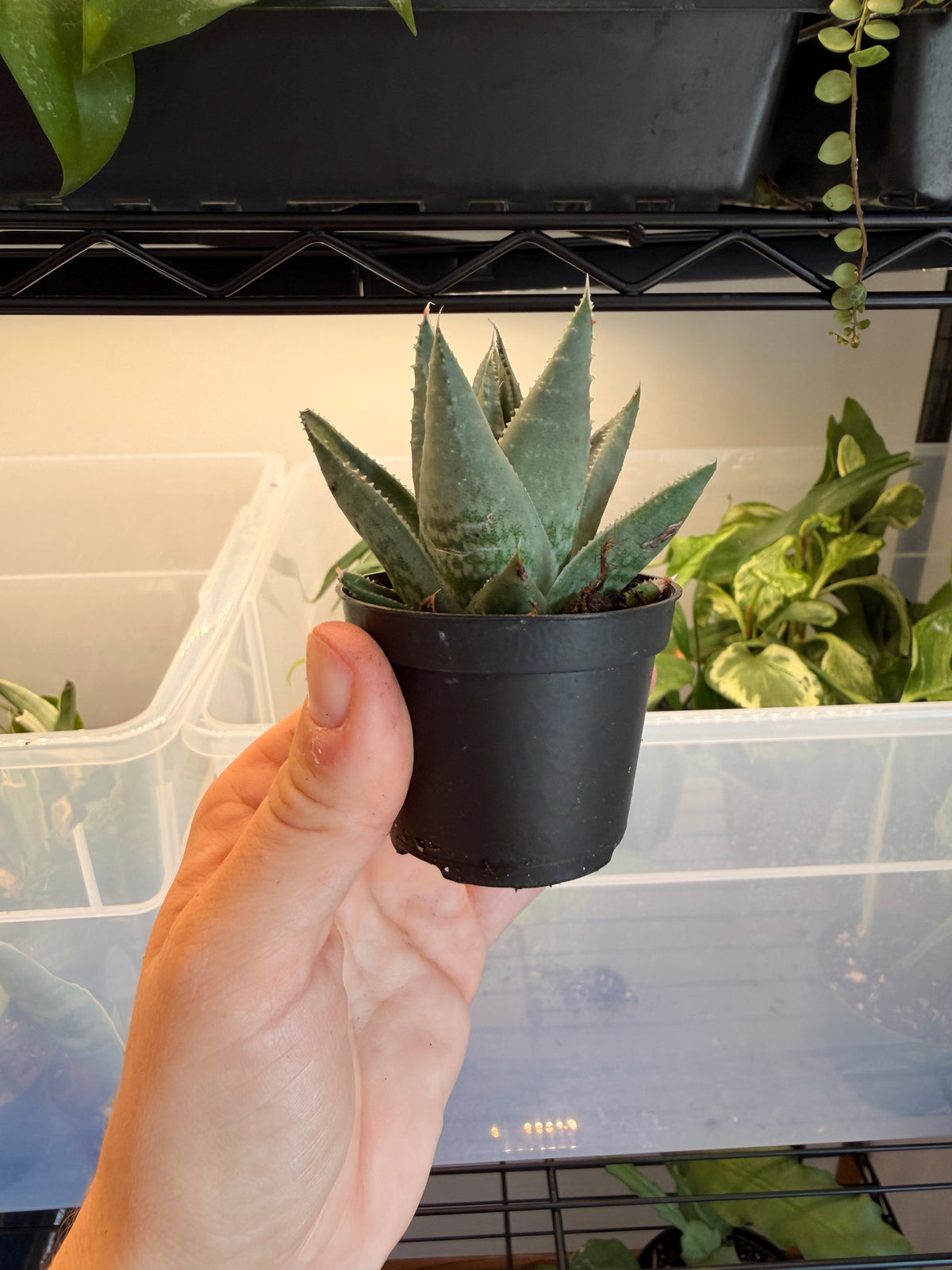 Haworthia Savanna