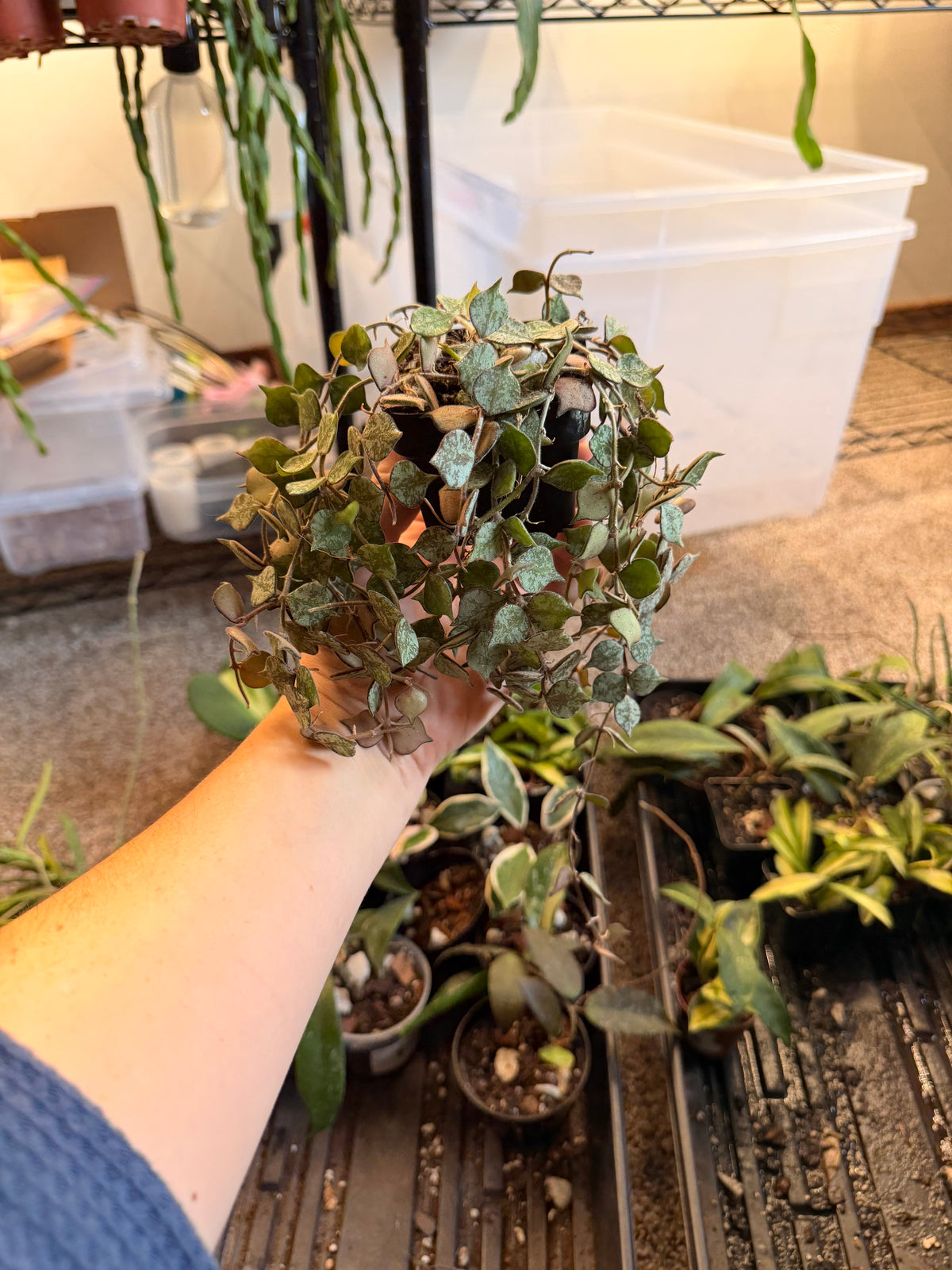 Hoya Curtisii
