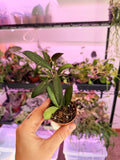 Hoya Rosita
