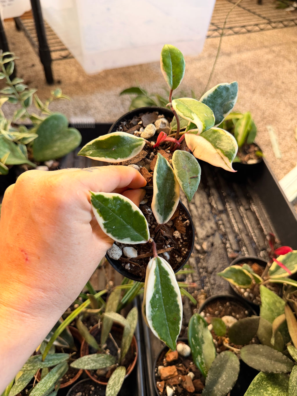 Hoya Pink Flamingo