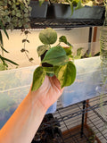 Variegated Heart Leaf Philodendron