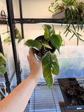 Epipremnum Pinnatum Albo