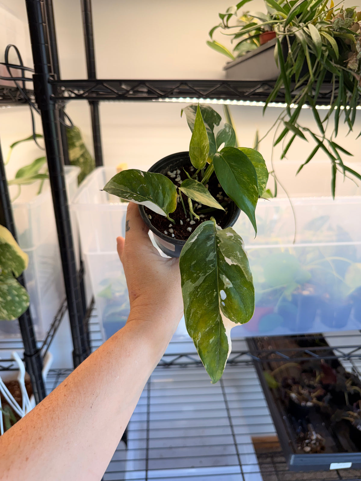 Epipremnum Pinnatum Albo