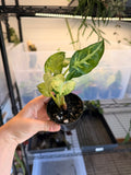 Syngonium NOID