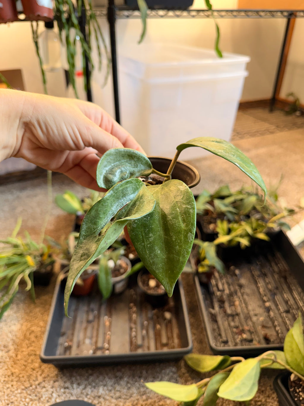 Hoya Macrophylla Splash
