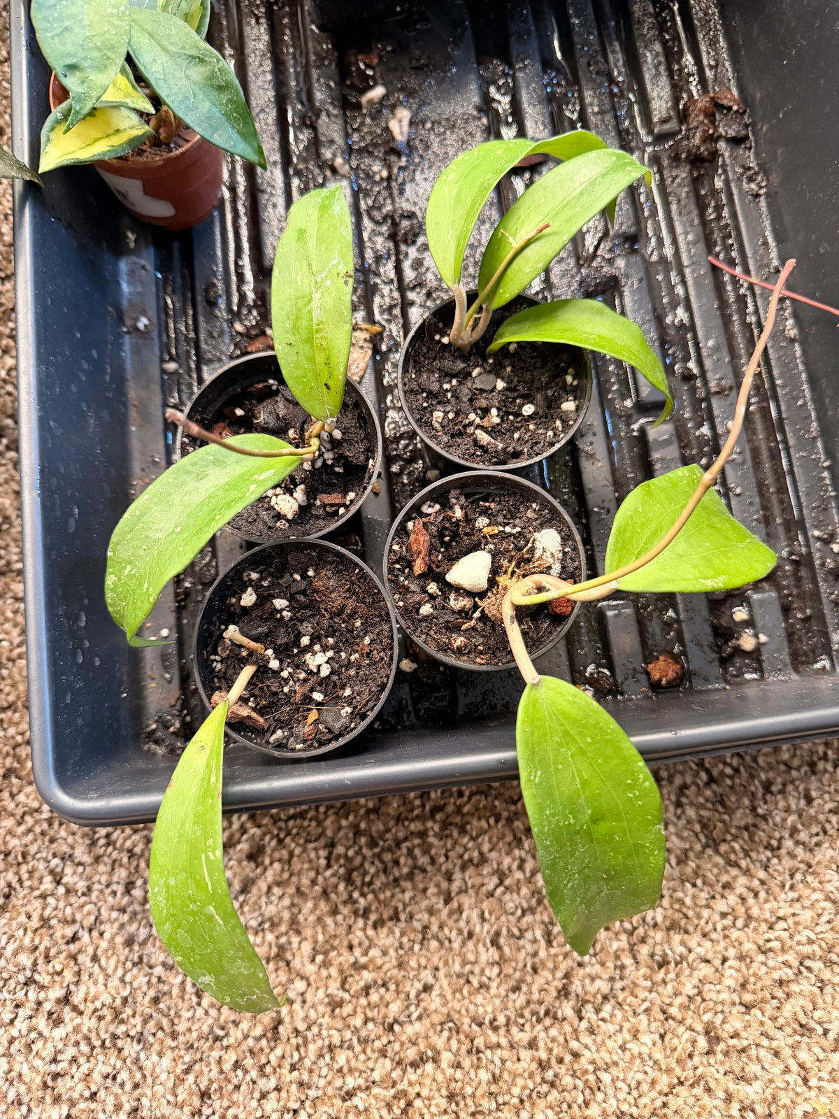 Hoya Rigida