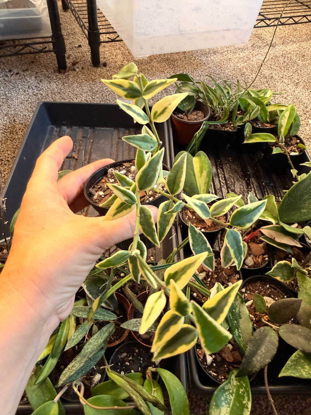 Hoya Bella Outer Variegated