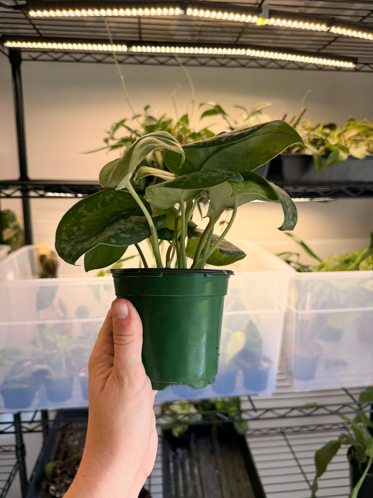 Scindapsus ‘Mount Salak’