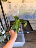 Baltic Blue Pothos