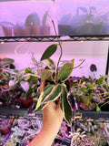 Hoya Macrophylla Albomarginata