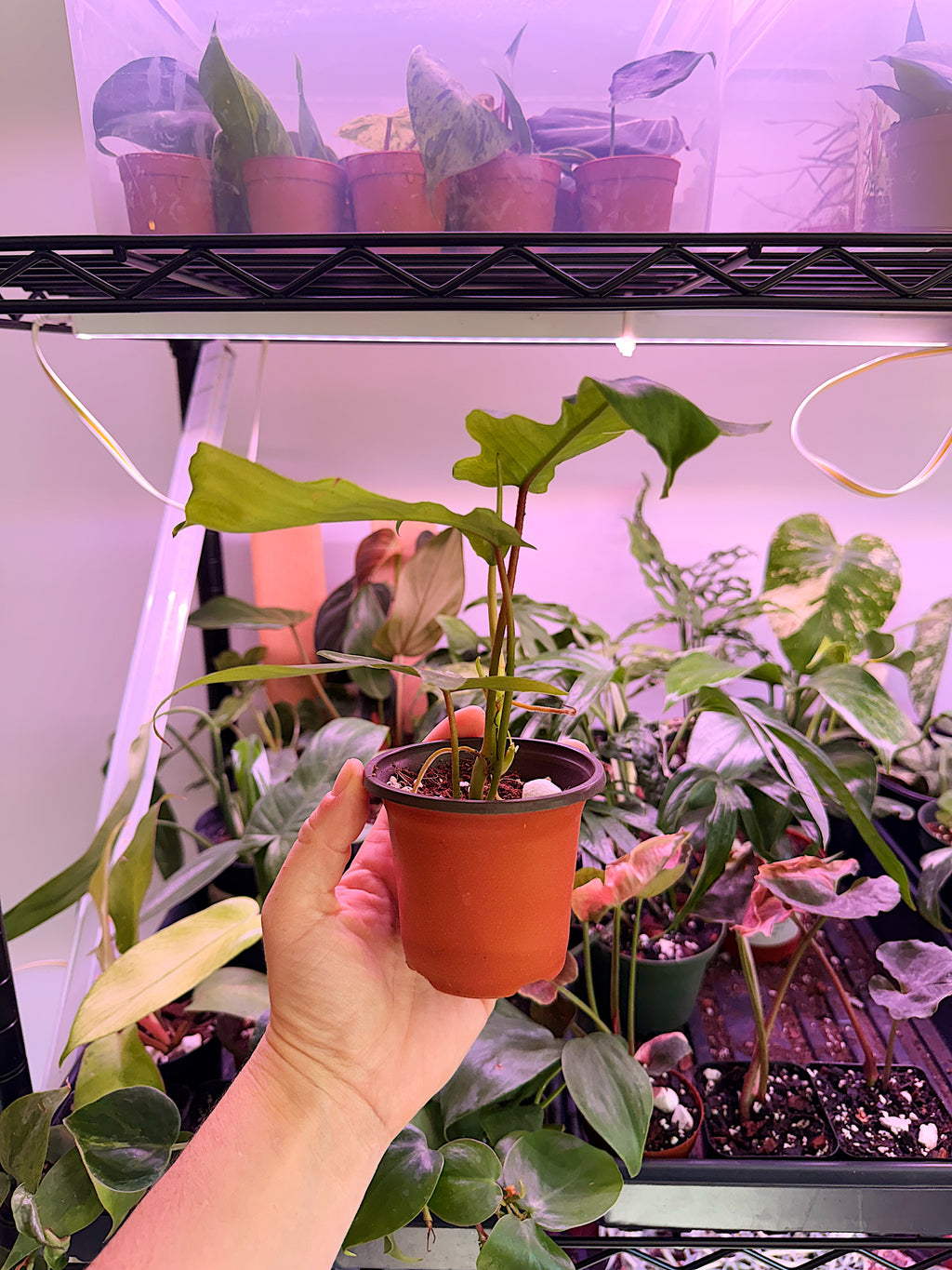 Philodendron ‘Florida Green’