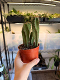 Small Spiral Cactus