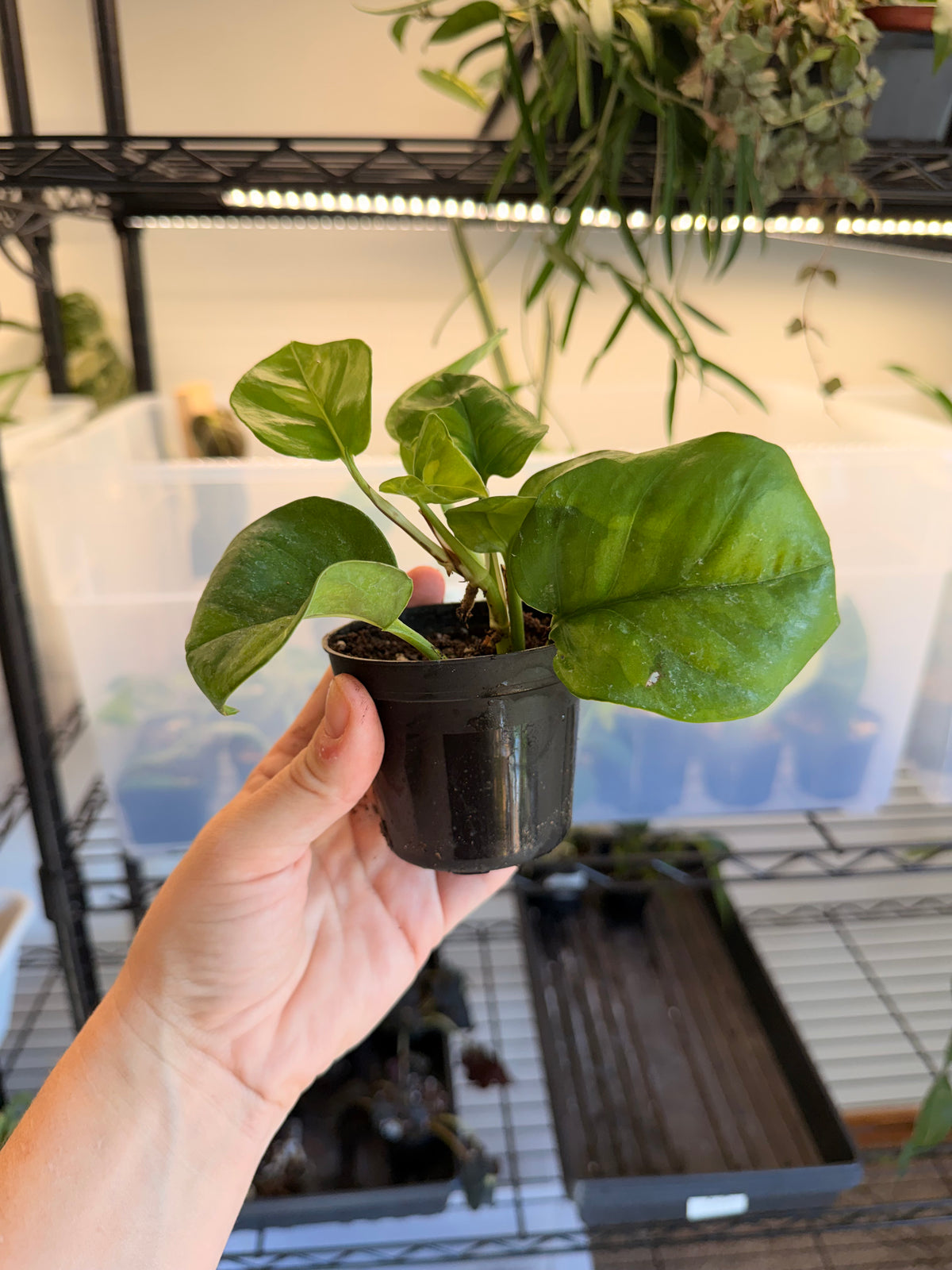 Lemon Meringue Pothos