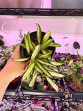Hoya Wayetii Variegated