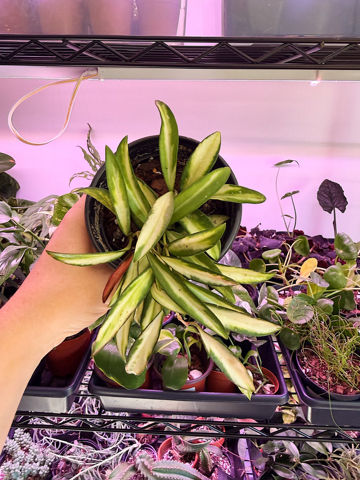 Hoya Wayetii Variegated