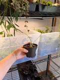 Alocasia NOID