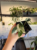 Epipremnum Pinnatum ‘Marble’