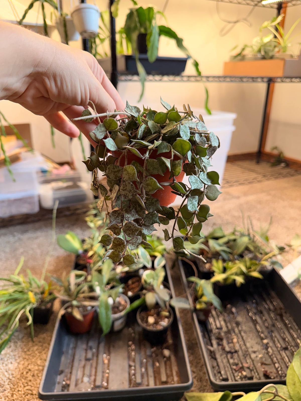 Hoya Curtisii