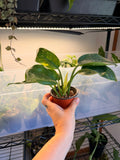 Philodendron ‘Congo Green Nuclear’