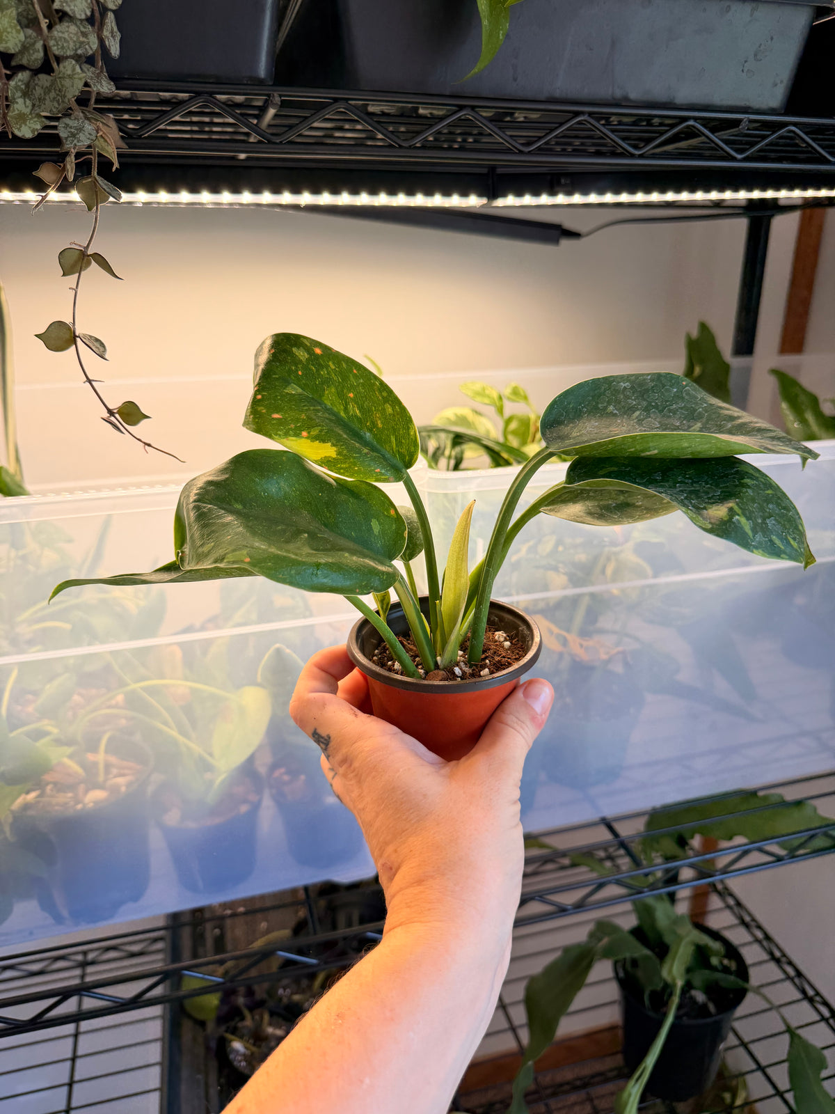 Philodendron ‘Congo Green Nuclear’