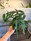 Amydrium Zippelianum