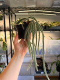 Rat Tail Cactus