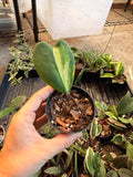 Hoya Kerrii Inner Variegated