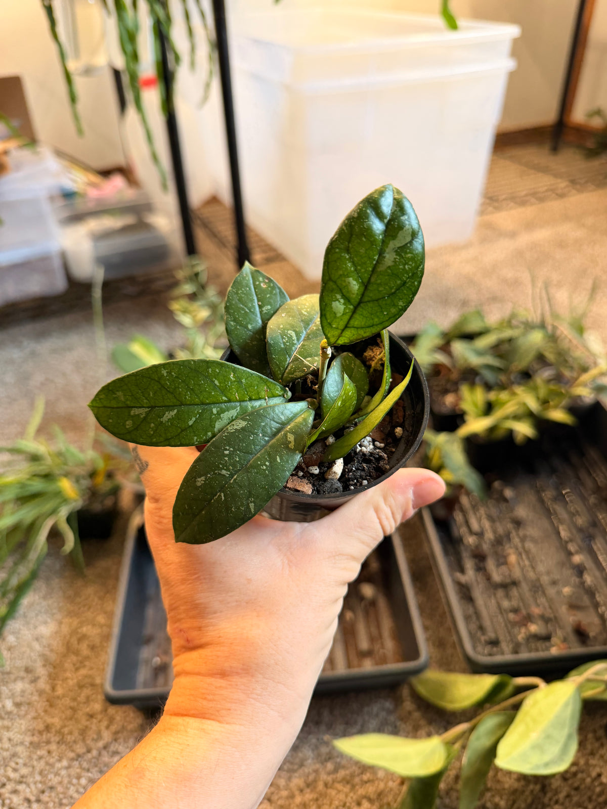 Hoya Crassipetiolata