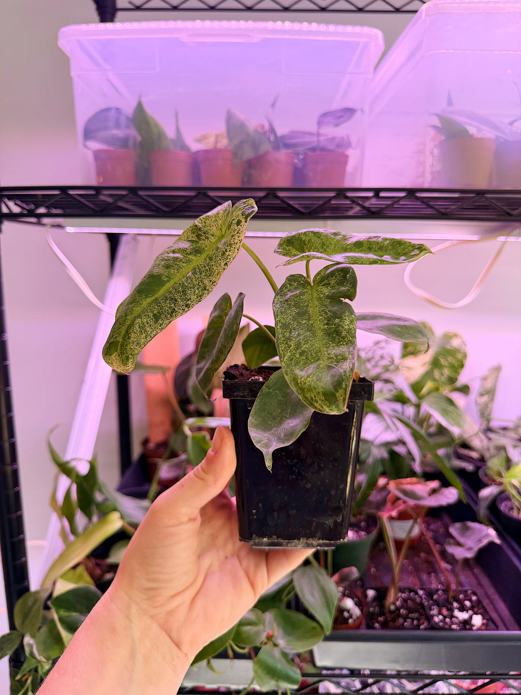Philodendron ‘Paraiso Verde’
