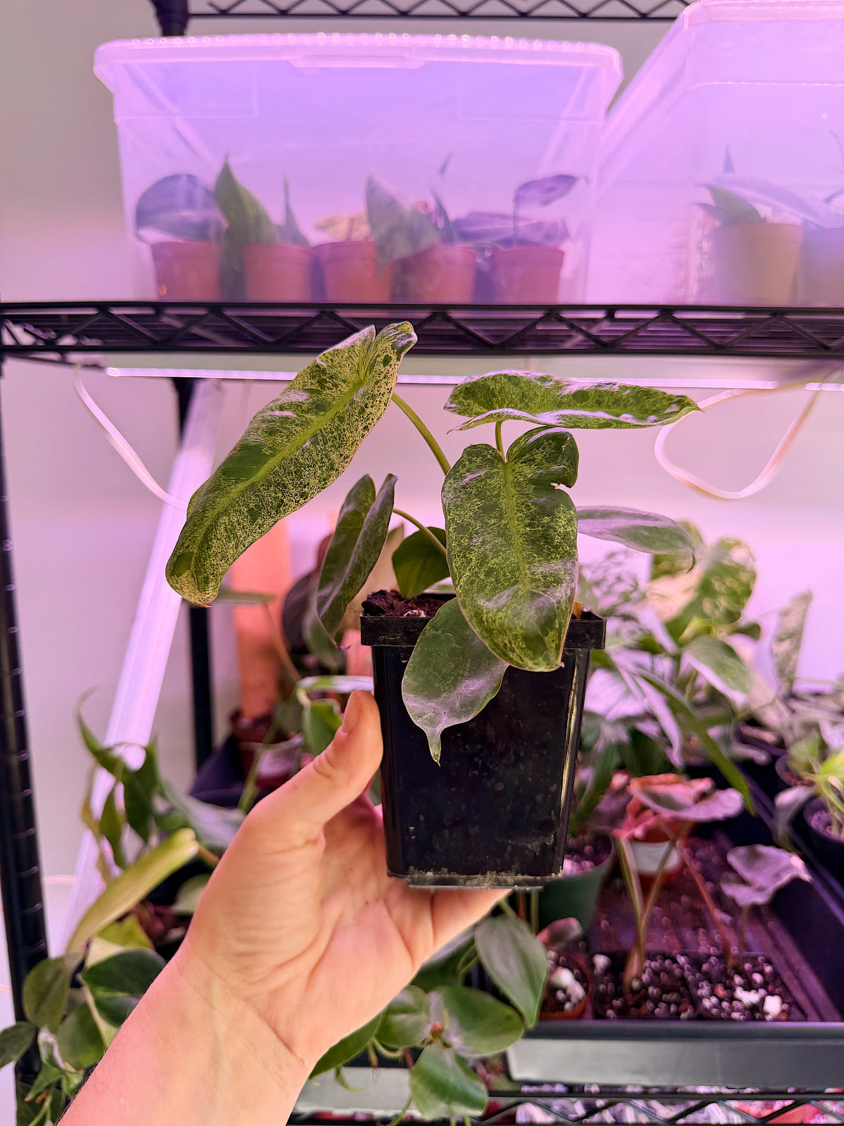 Philodendron ‘Paraiso Verde’