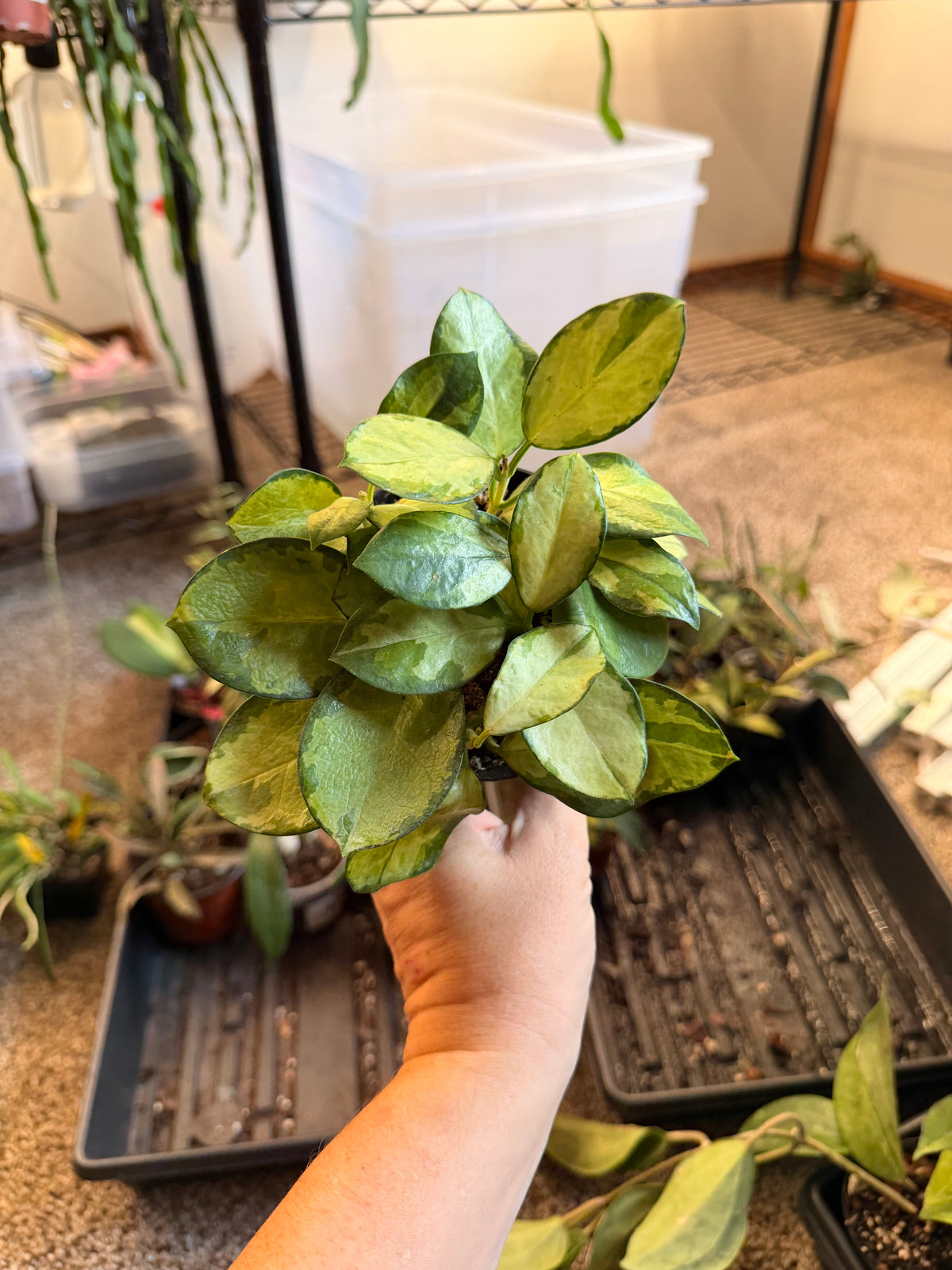 Hoya Australis Lisa