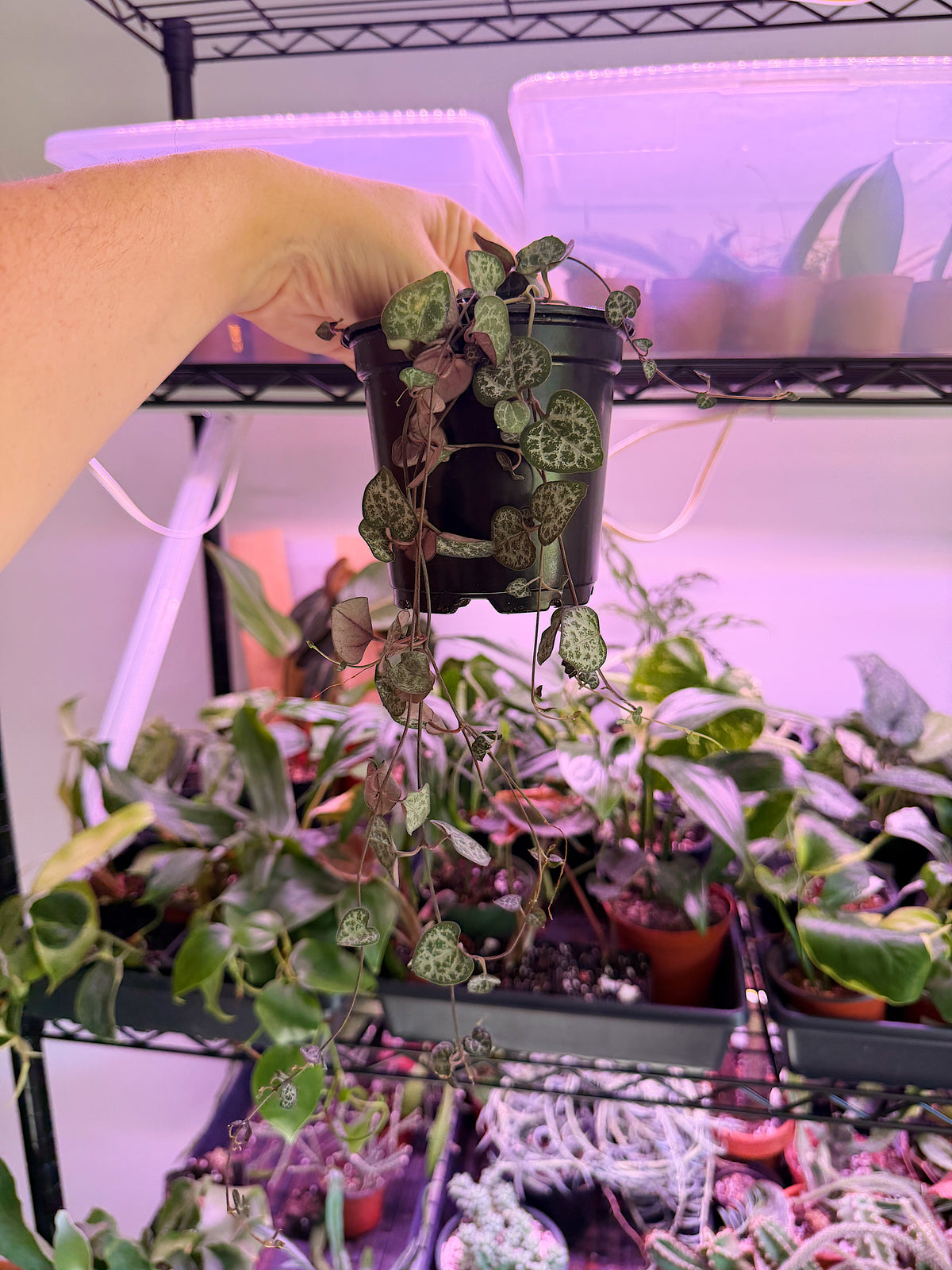 String of Hearts
