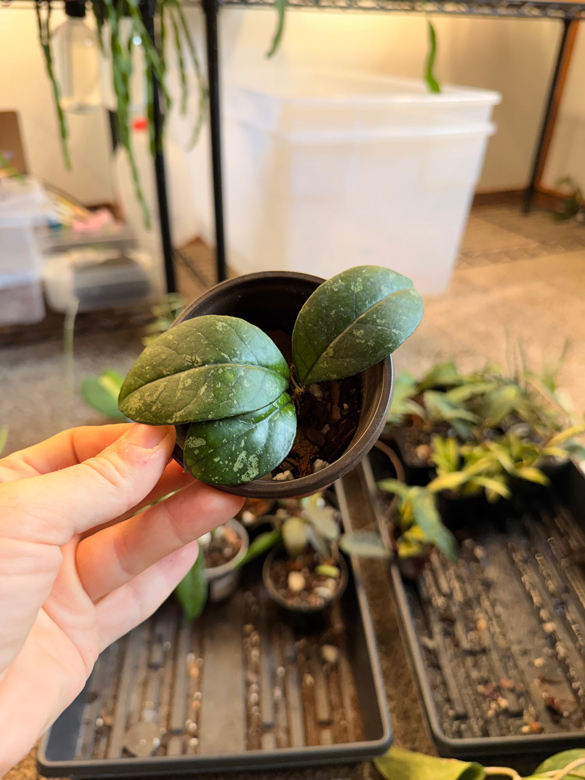 Hoya Crassipetiolata