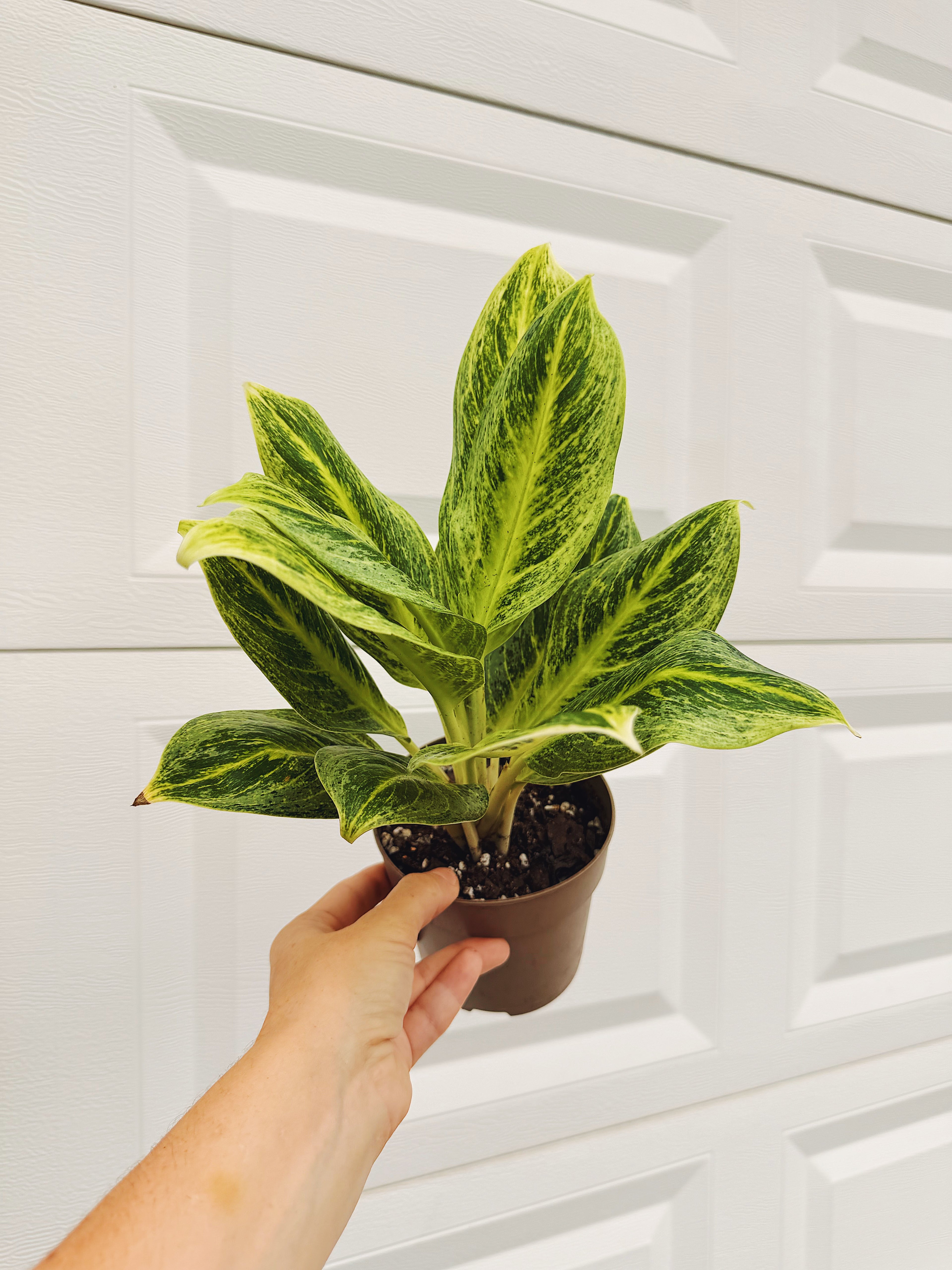 Aglaonema Honey Lemon 4 inch Grower Pot