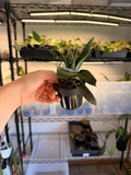 Gasteria ‘Little Warty’