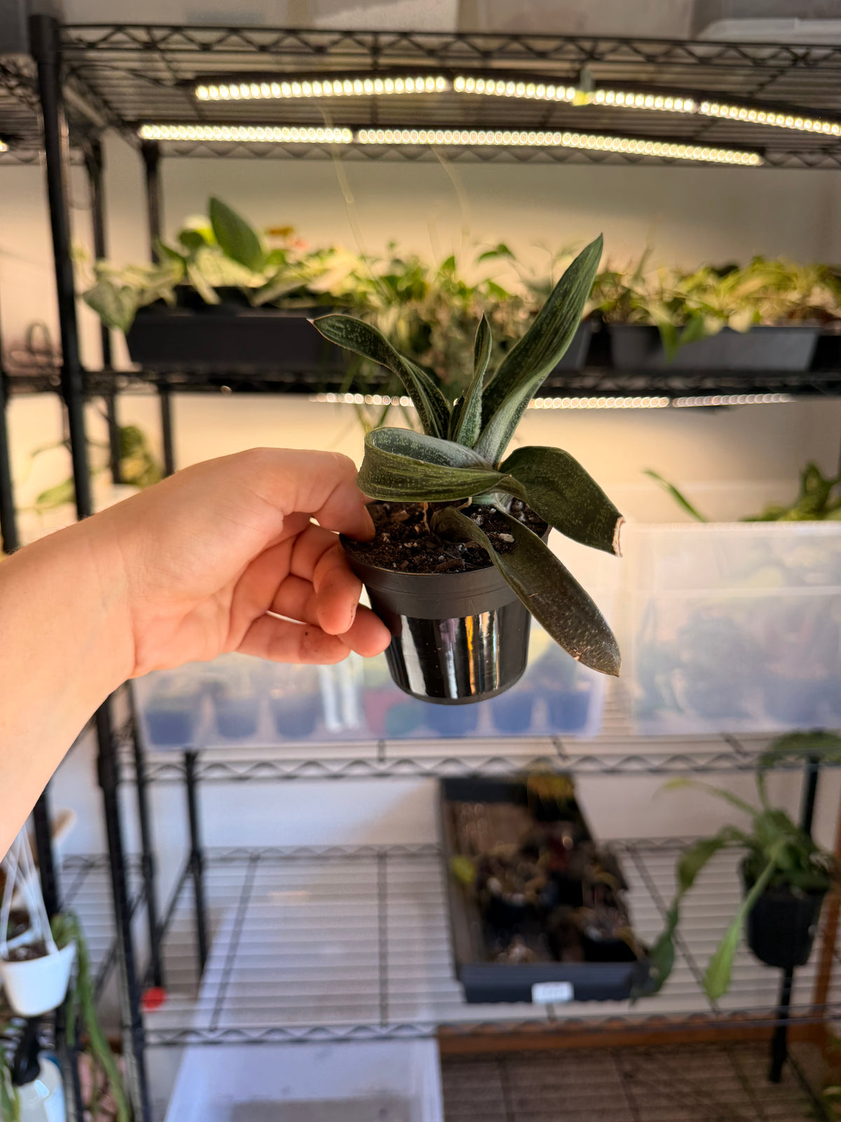 Gasteria ‘Little Warty’
