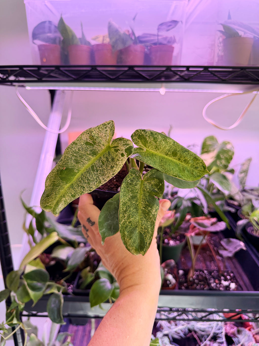 Philodendron ‘Paraiso Verde’