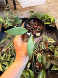 Hoya New Guinea Ghost